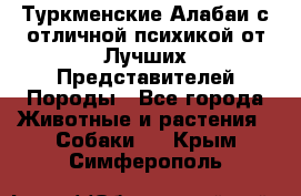 Туркменские Алабаи с отличной психикой от Лучших Представителей Породы - Все города Животные и растения » Собаки   . Крым,Симферополь